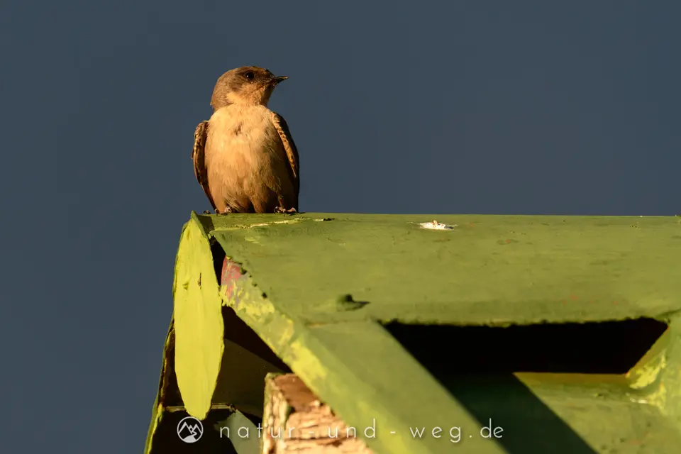 DSC_0044.jpg