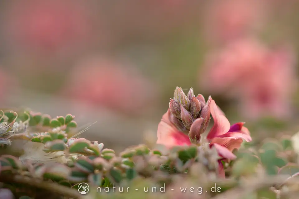DSC_0461.jpg