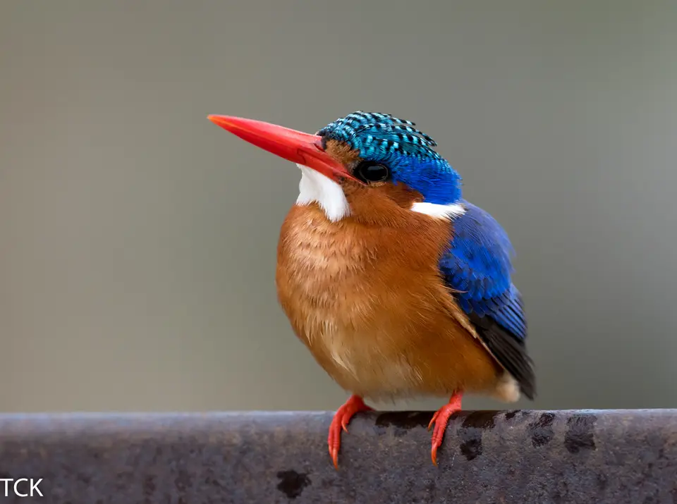 KNP18(1016).jpg