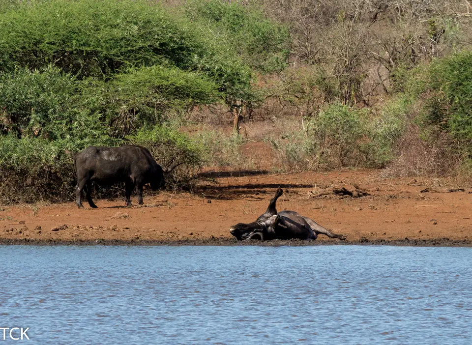 KNP18(11).jpg