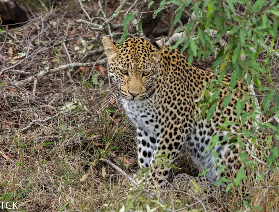 KNP18(1117).jpg