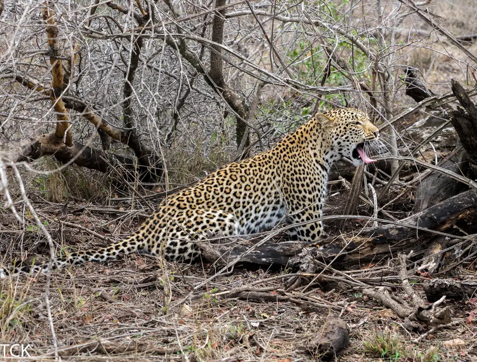 KNP18(1127).jpg