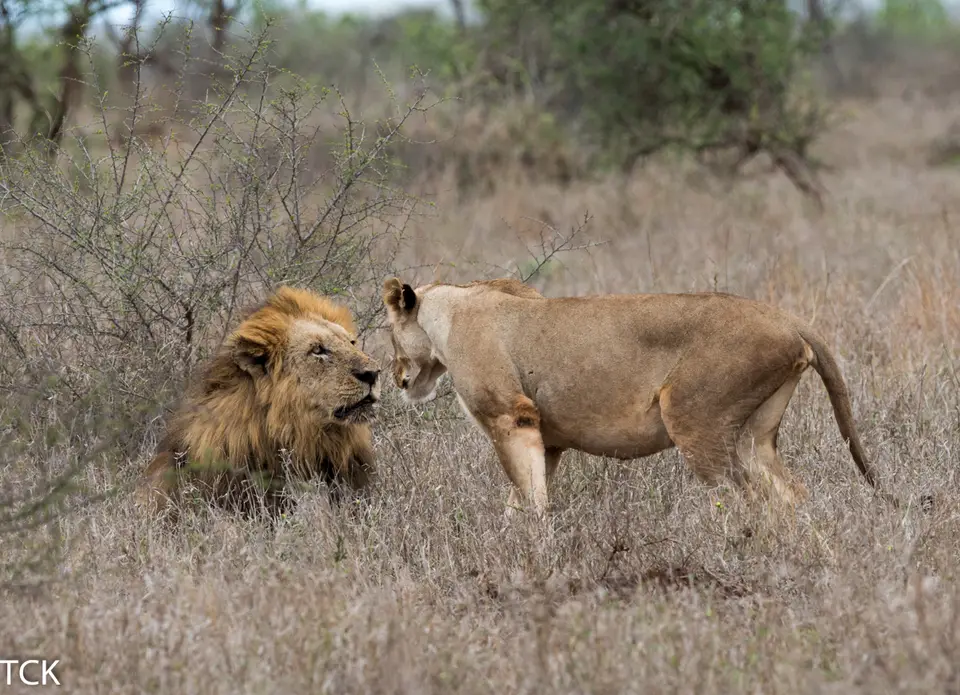 KNP18(1259).jpg