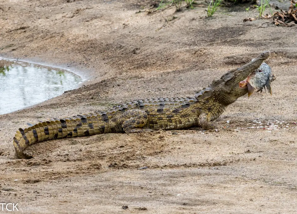 KNP18(153).jpg