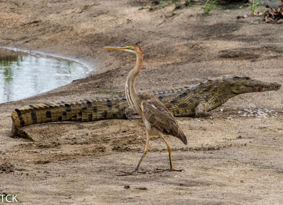 KNP18(165).jpg