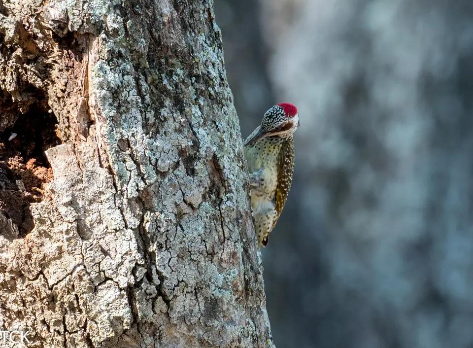 KNP18(2057).jpg