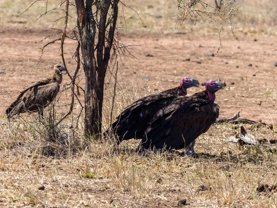 KNP18(2097).jpg