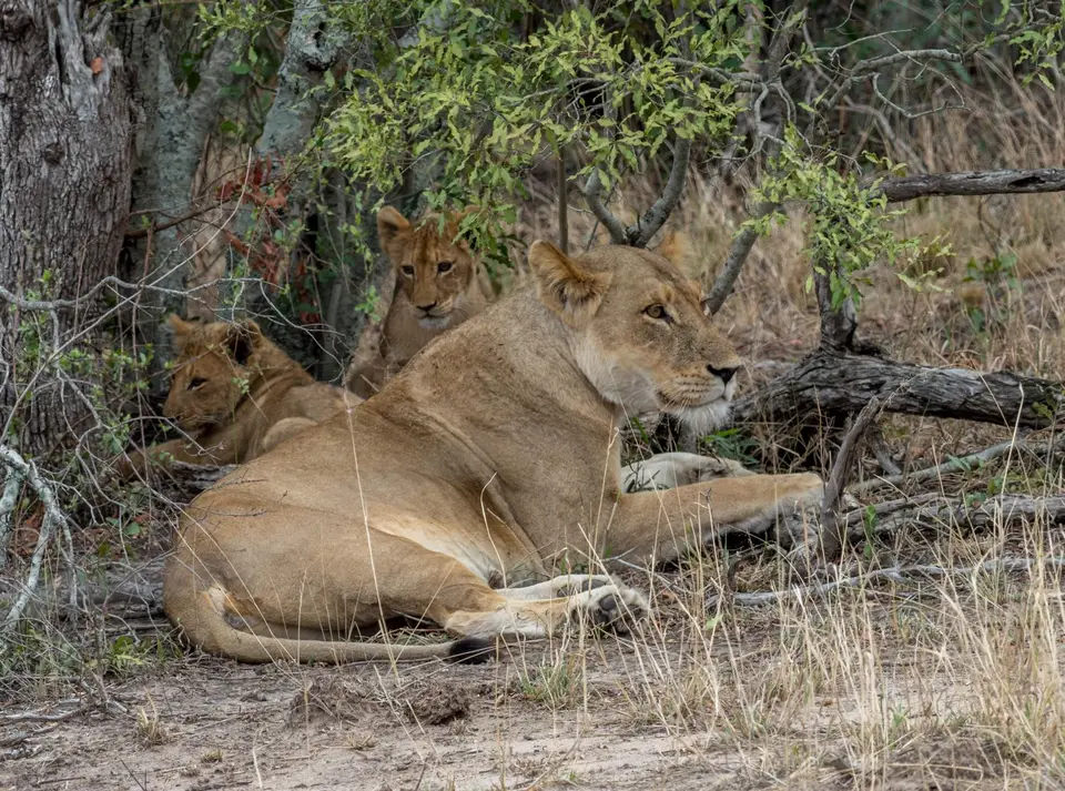 KNP18(2152).jpg