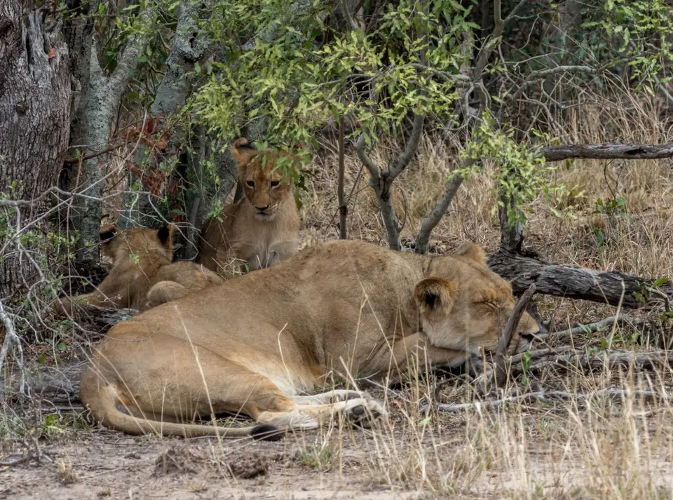 KNP18(2169).jpg