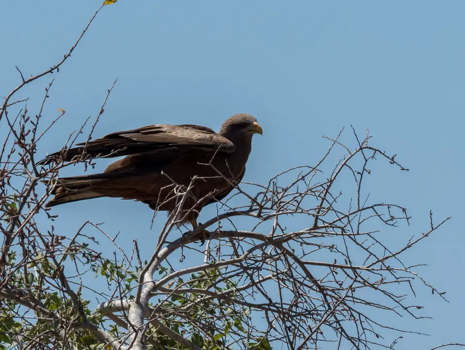 KNP18(2250)-2.jpg
