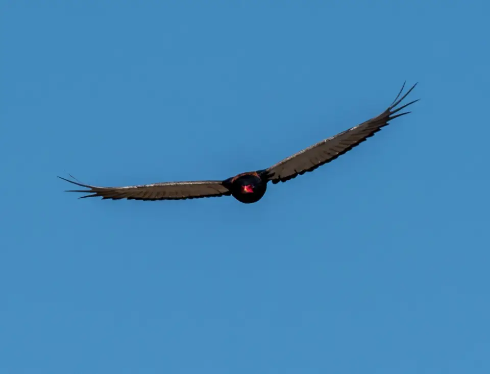 KNP18(2270).jpg