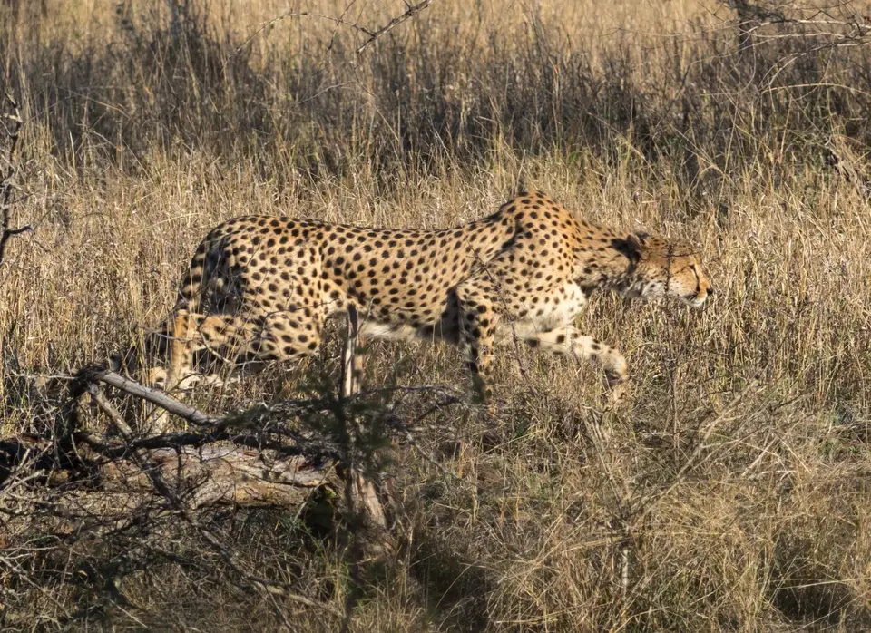 KNP18(2291).jpg