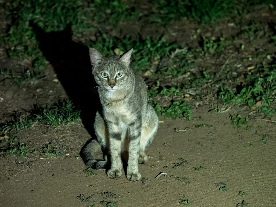 KNP18(2316).jpg
