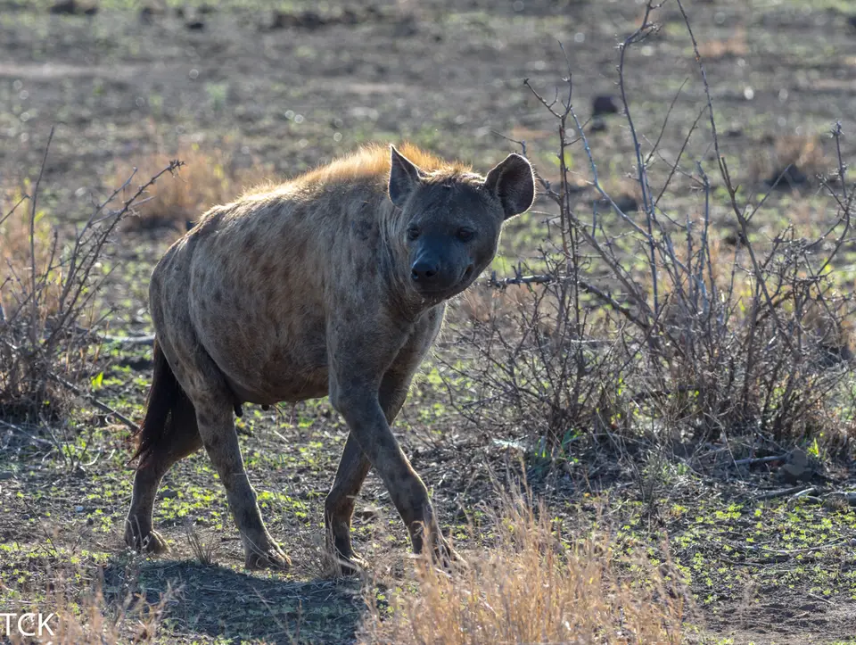 KNP18(2329).jpg