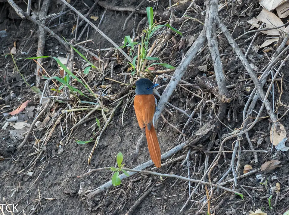 KNP18(2353).jpg