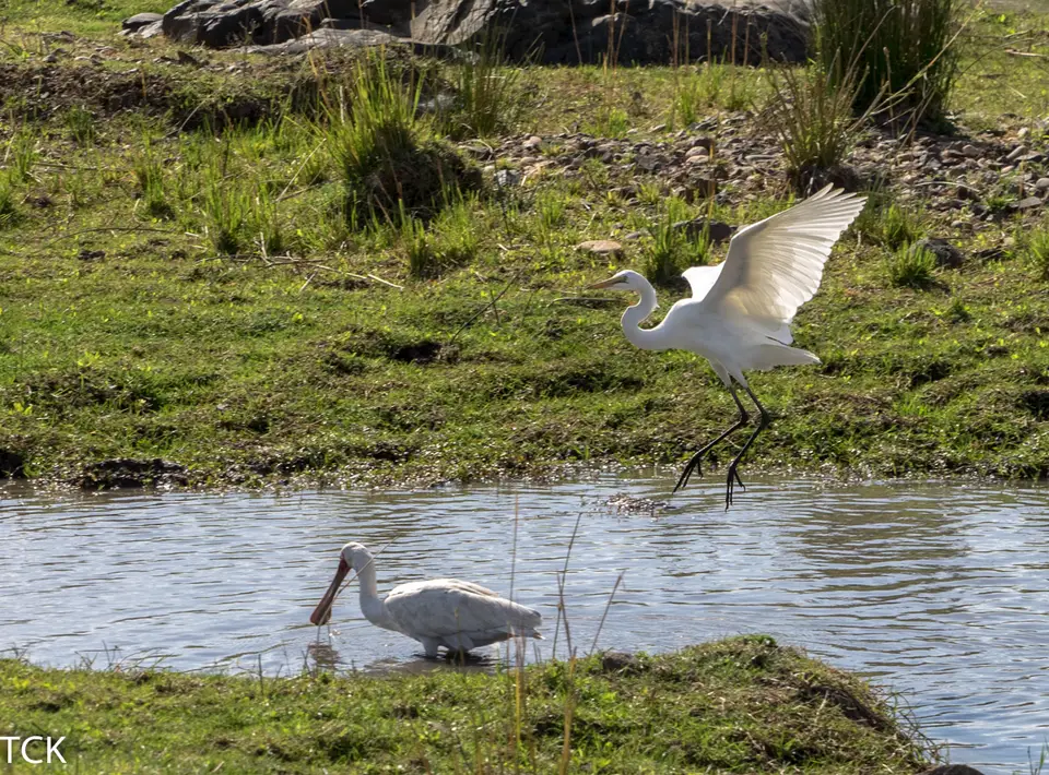 KNP18(2367).jpg