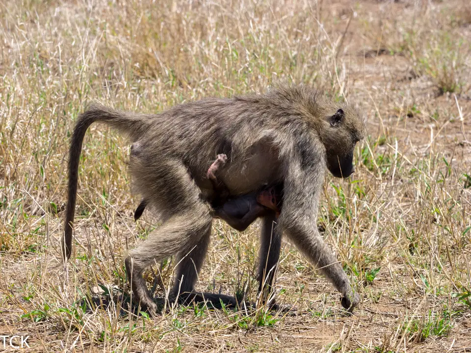 KNP18(2462).jpg