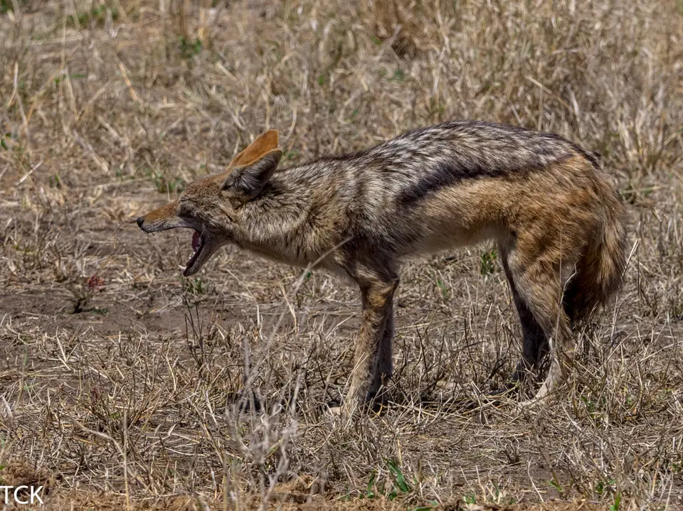 KNP18(2480).jpg