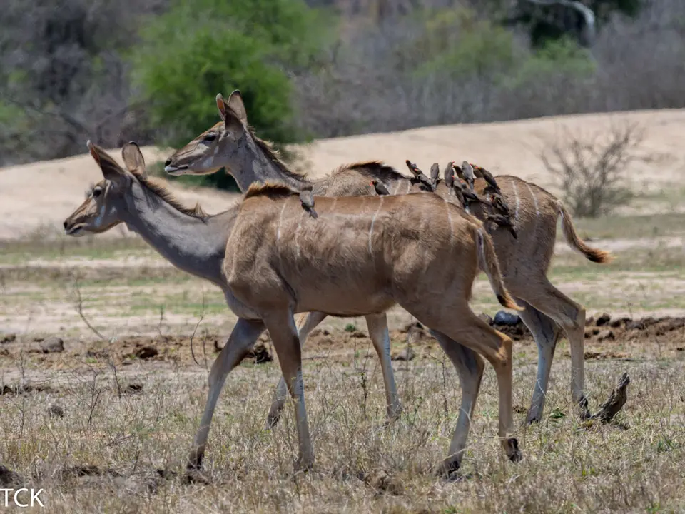KNP18(272).jpg