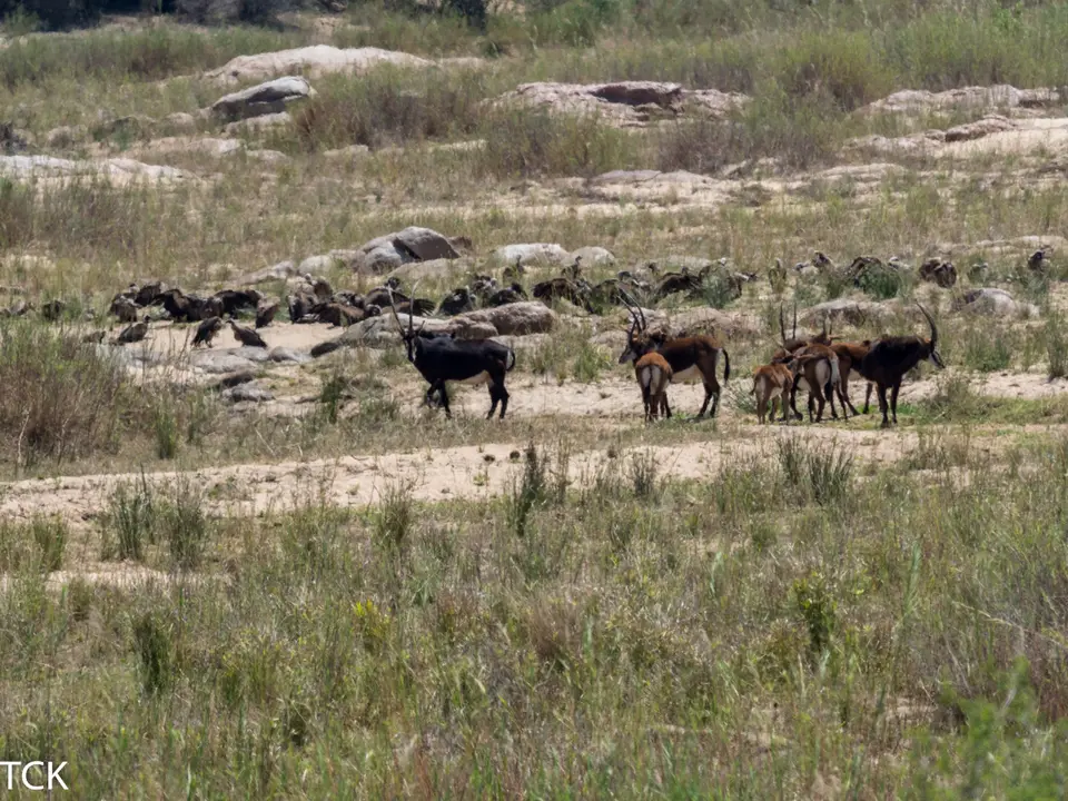 KNP18(275).jpg