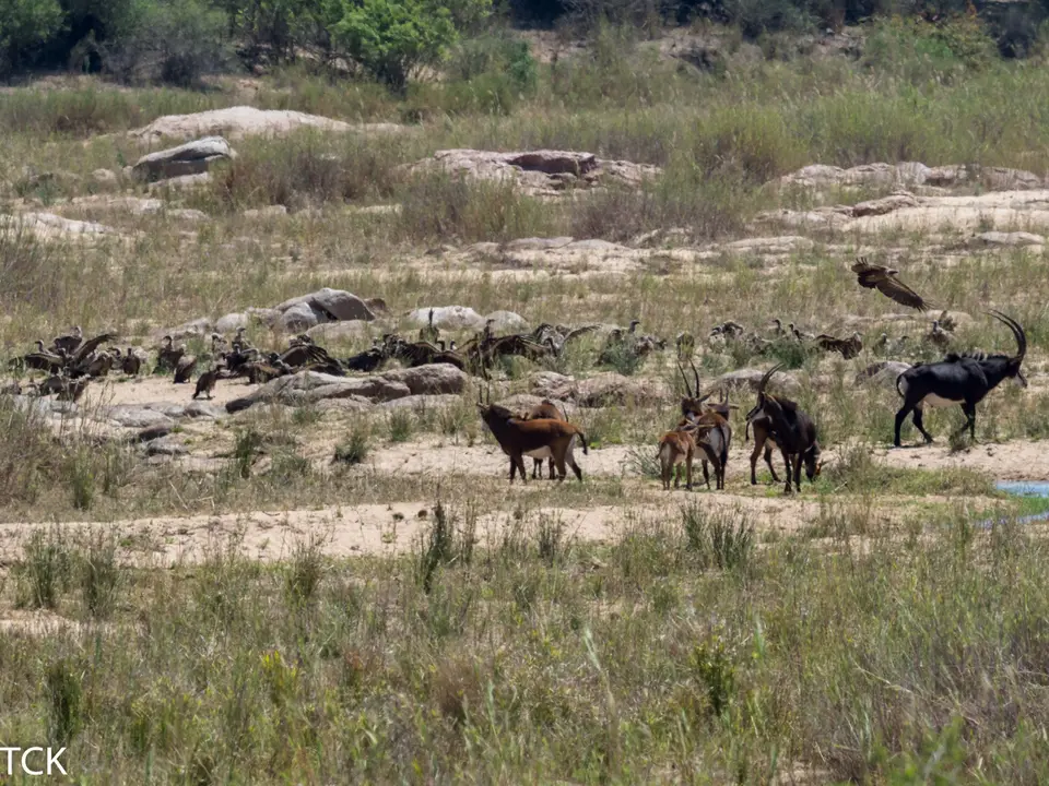 KNP18(279).jpg