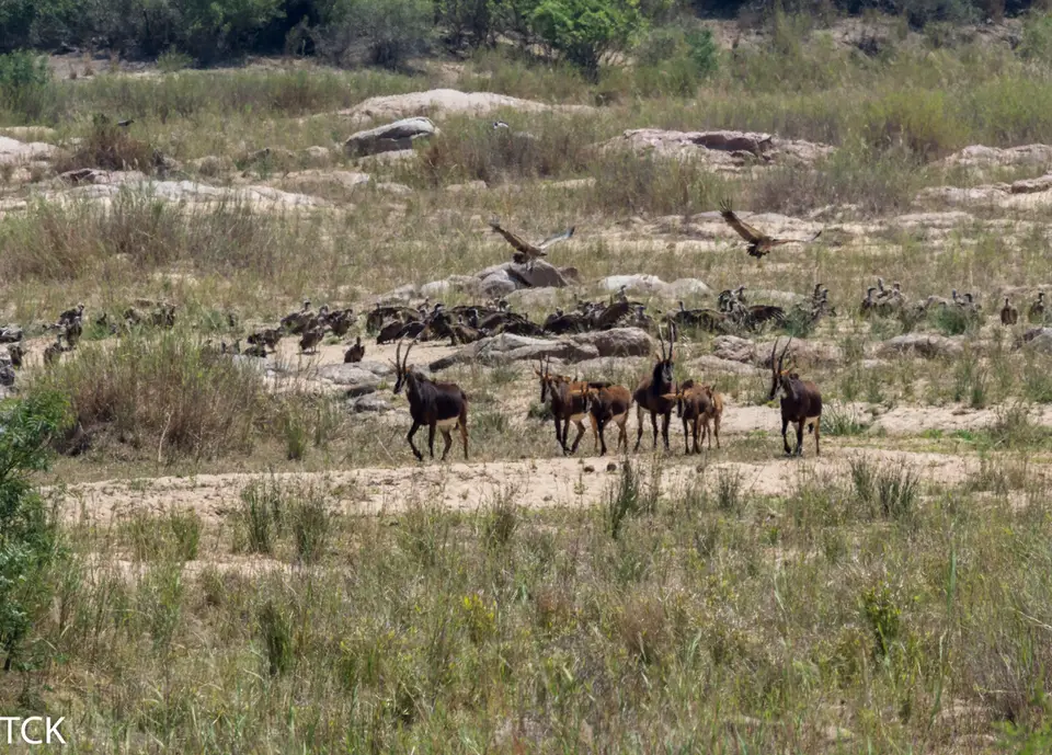 KNP18(289).jpg