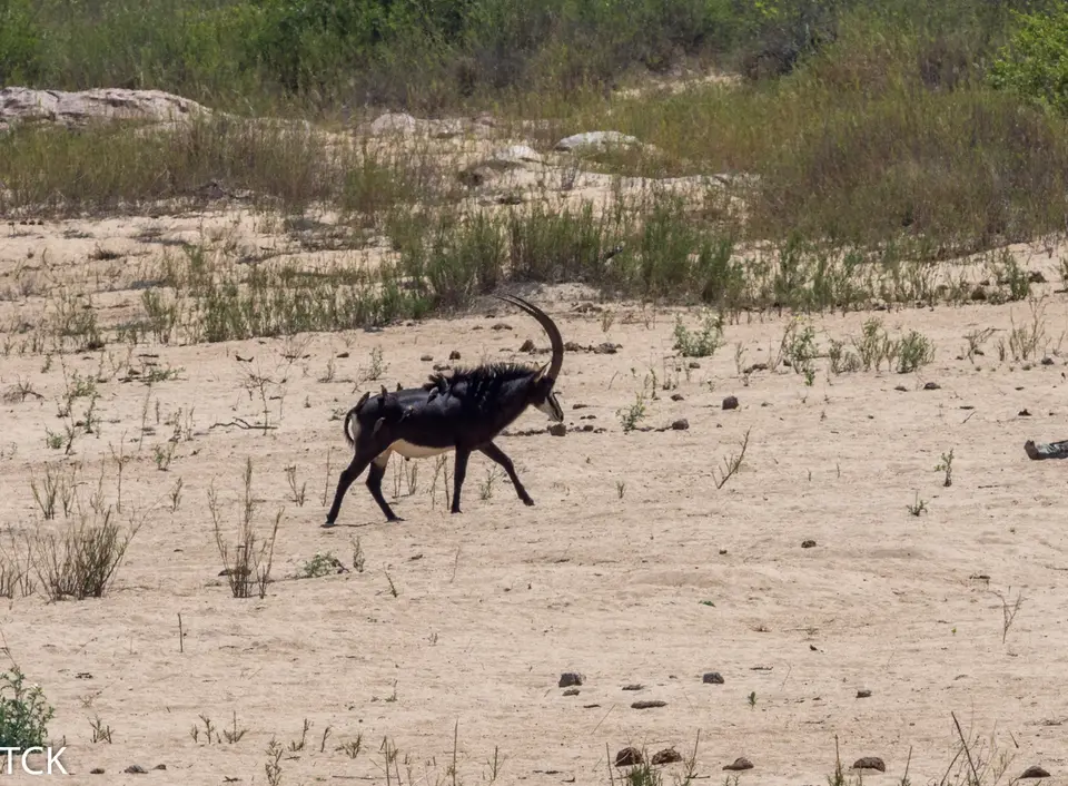 KNP18(300).jpg