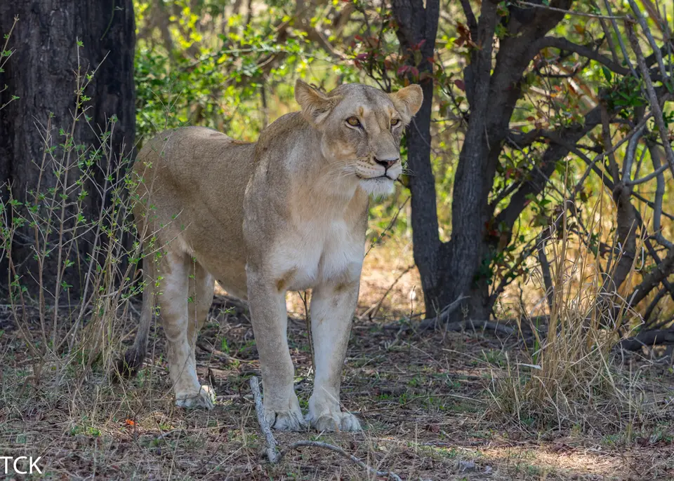 KNP18(323).jpg