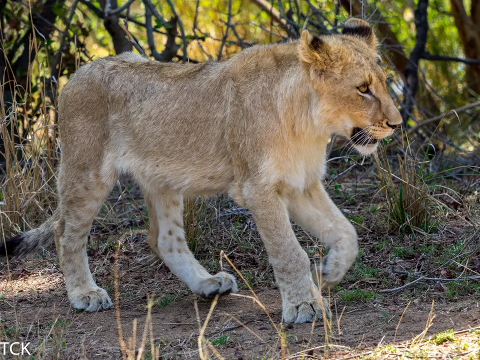 KNP18(332).jpg