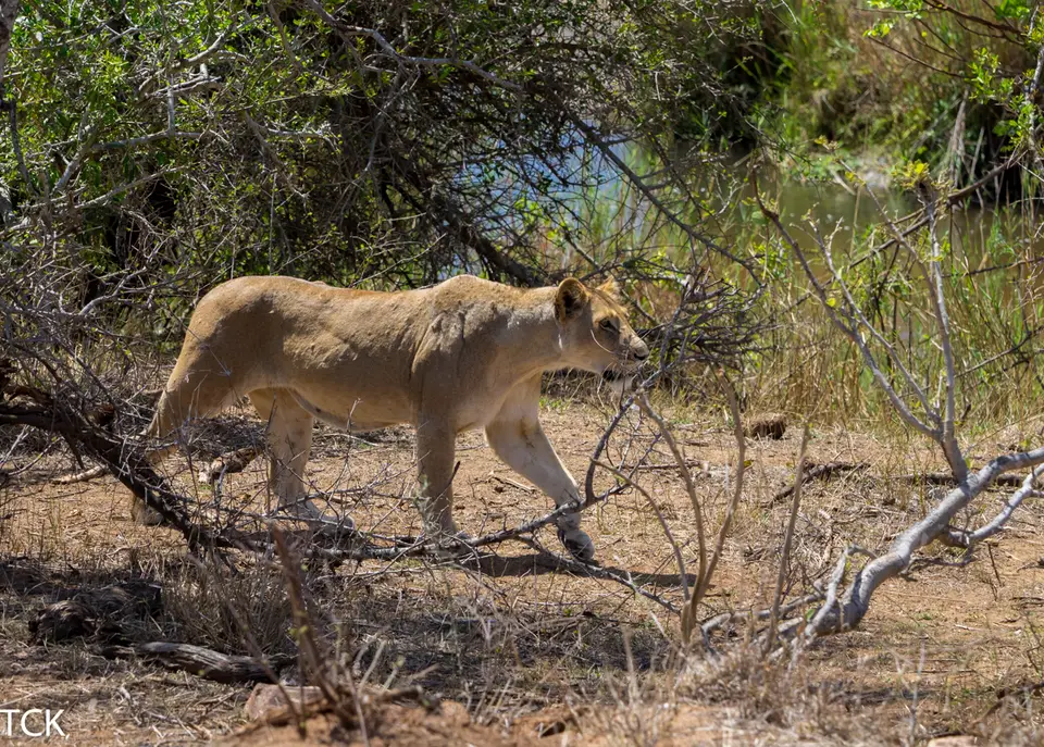 KNP18(343).jpg