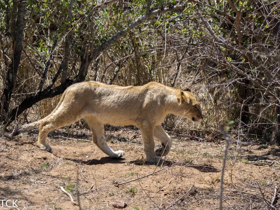 KNP18(388).jpg