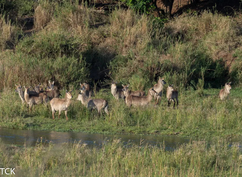 KNP18(435).jpg