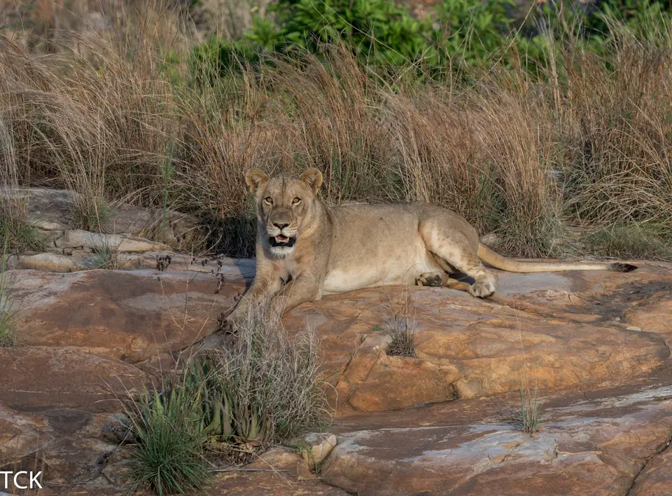 KNP18(519).jpg
