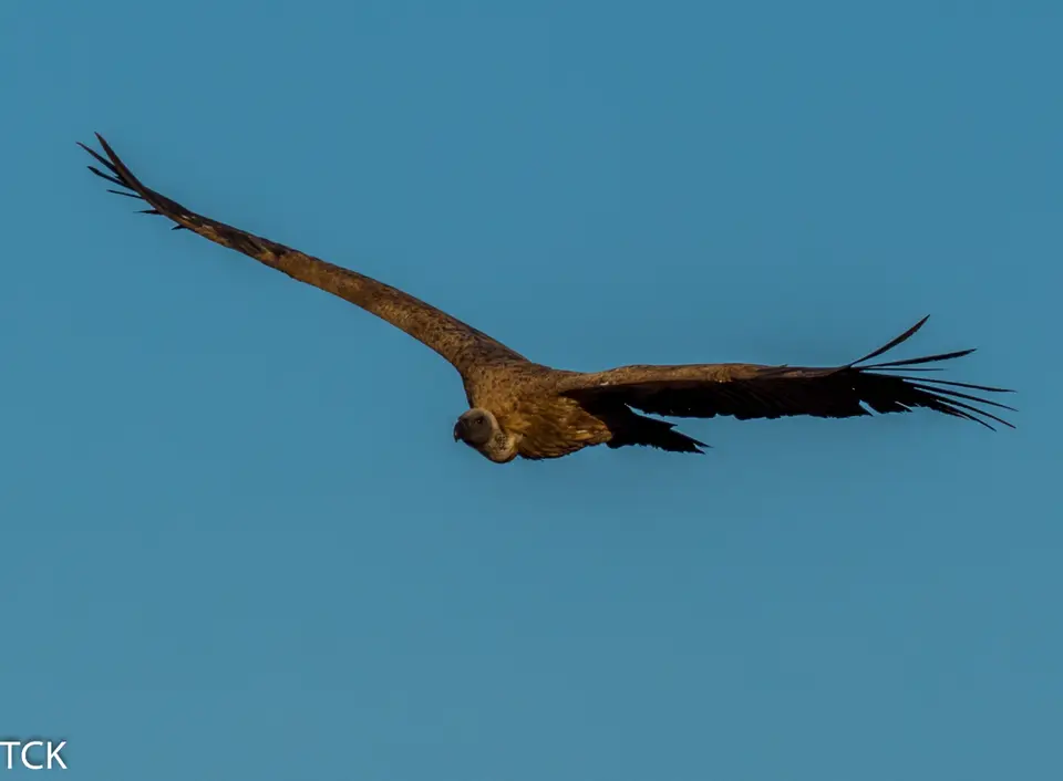 KNP18(564).jpg
