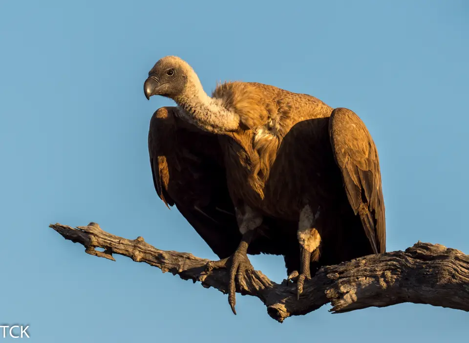 KNP18(567).jpg