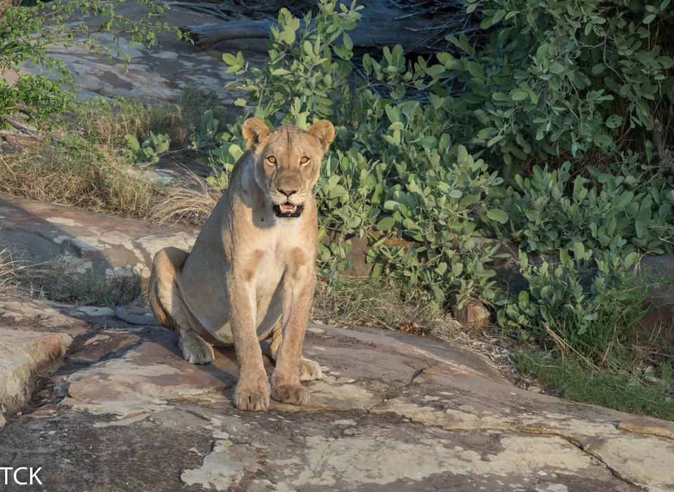 KNP18(613).jpg