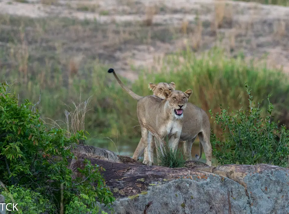 KNP18(663).jpg