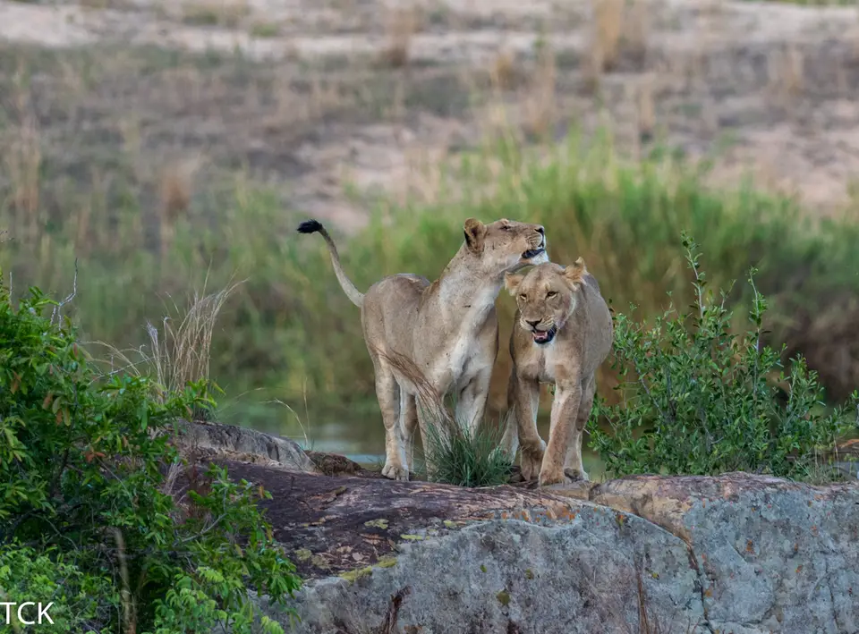 KNP18(668).jpg