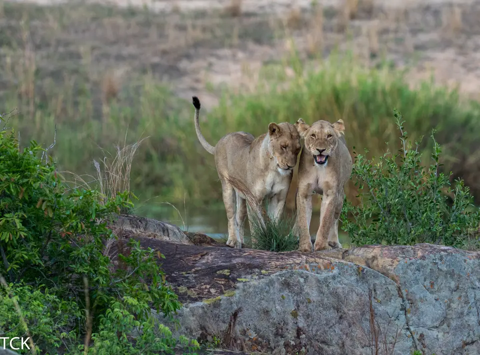 KNP18(671).jpg