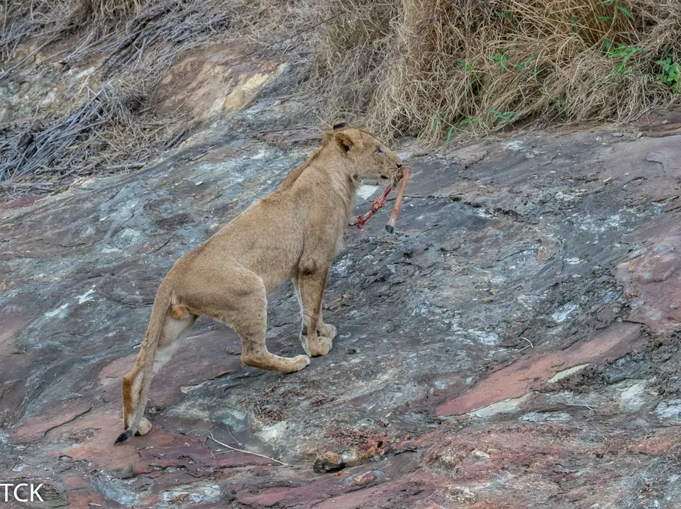 KNP18(709).jpg