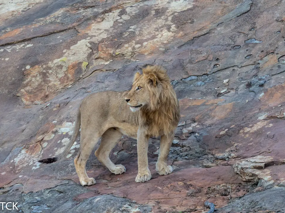 KNP18(718).jpg