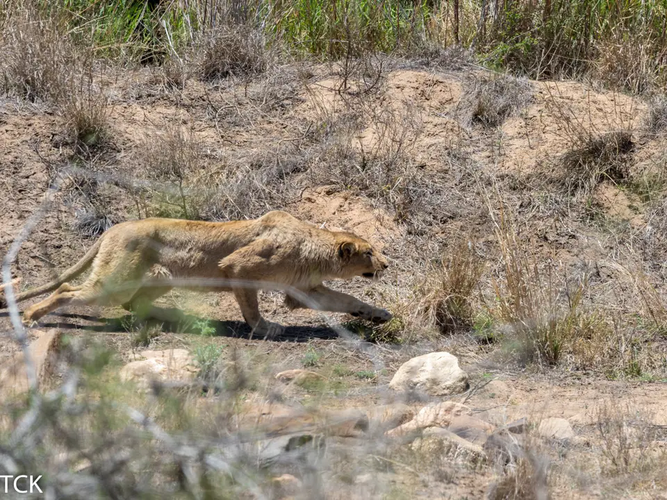 KNP18(804).jpg