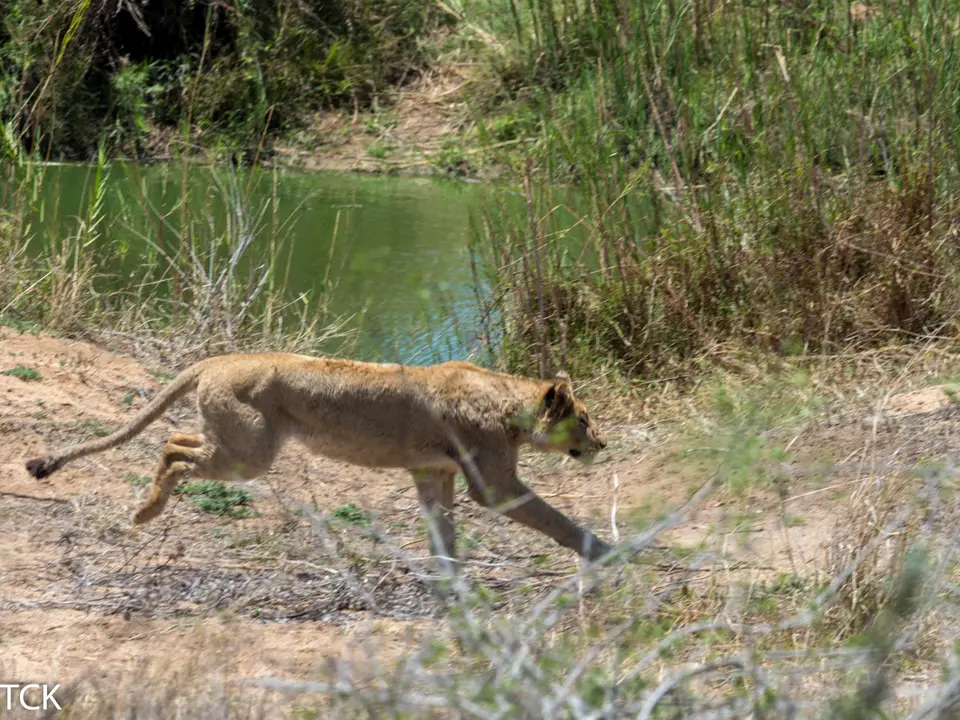 KNP18(808).jpg