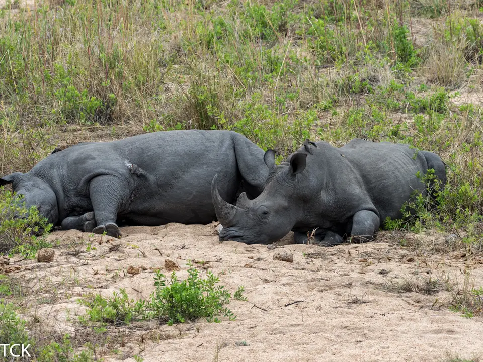 KNP18(882).jpg