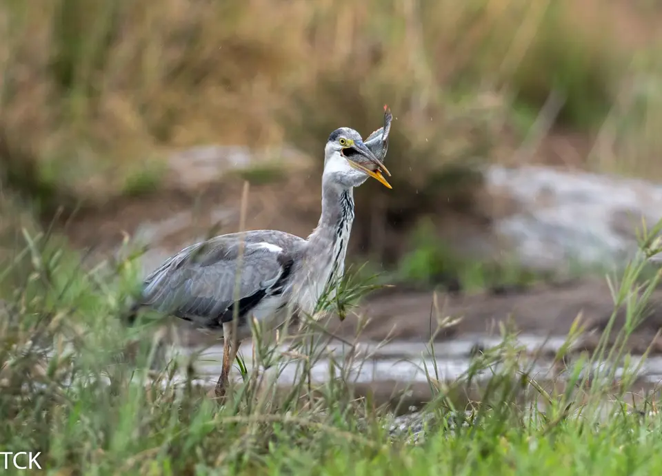 KNP18(931).jpg