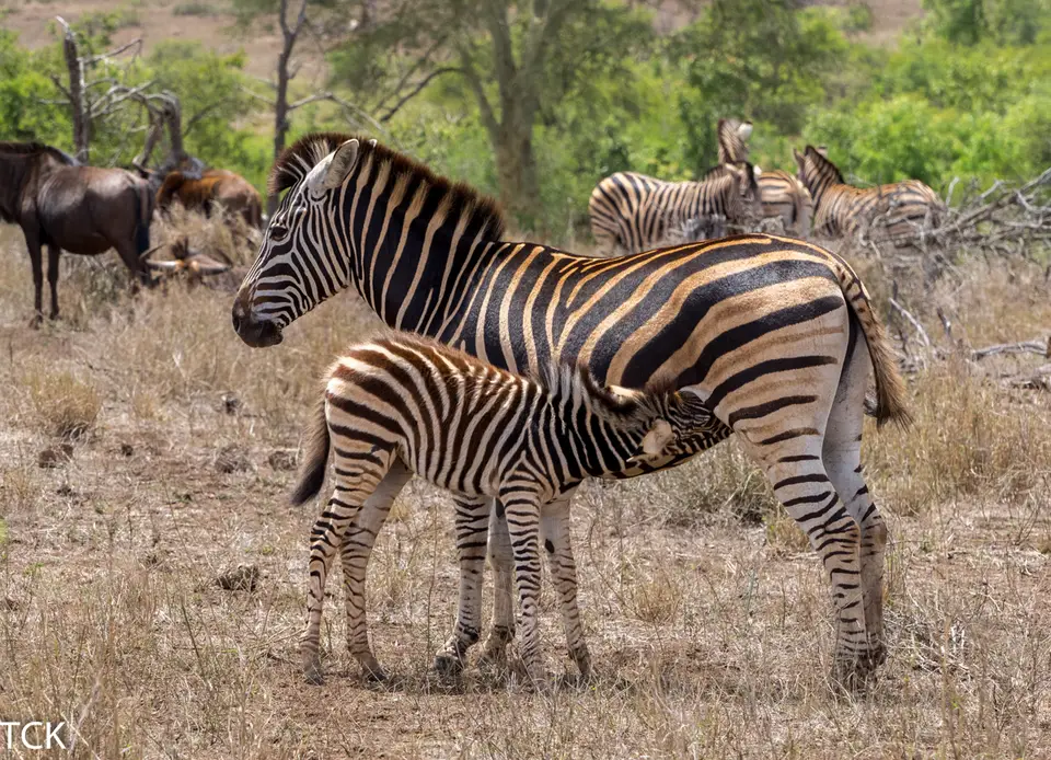 KNP18(99).jpg
