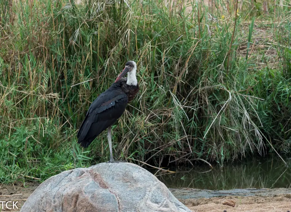 KNP18(993).jpg
