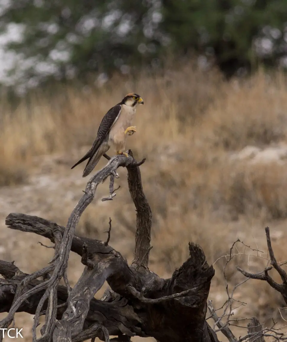 KTP2017(1203).jpg
