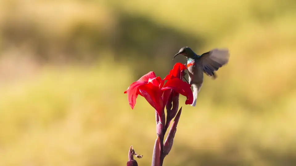 0668SA2018Southerndouble-collaredSunbird.jpg