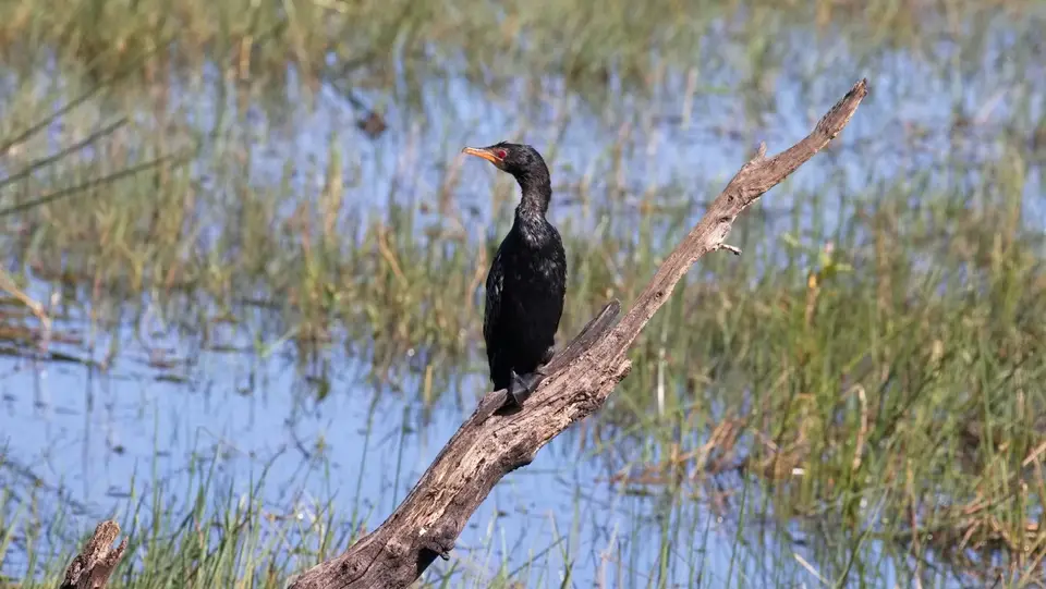 084.4ReedCormorantIMG_7060.jpg